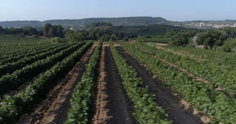 Drone flight over vineyards Stock-Footage 93391641