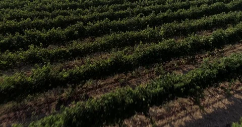 Drone flight over vineyards Stock-Footage 93391924