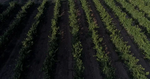 Drone flight over vineyards Stock-Footage 93392010