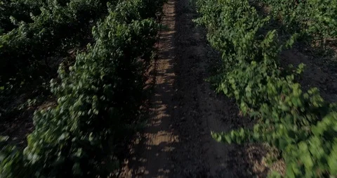 Drone flight over vineyards Stock Footage 93392112