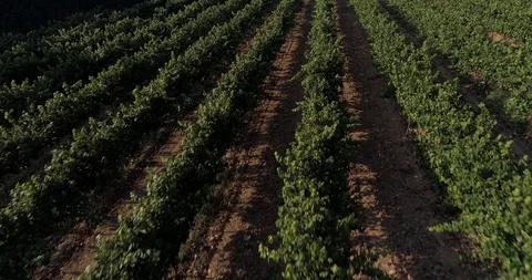 Drone flight over vineyards Stock-Footage 93392170