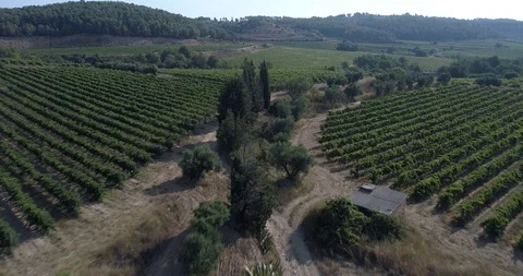 Drone flight over vineyards Stock Footage 93541818