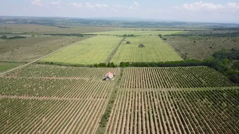 Drone flight over the vineyards in the plain Vídeo Stock 142458253