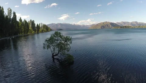 Drone Flight over Wanaka Tree on Lake Wanaka Stock Footage 60115849