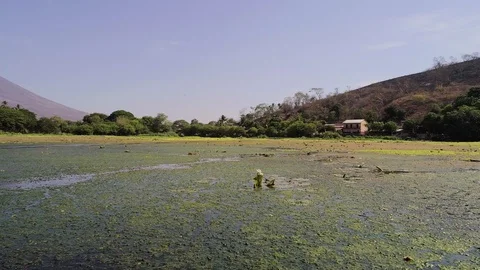 Drone Flight Over a Wetland in Central America Stock Footage 92002141