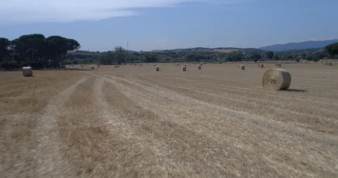 Drone flight over wheat field after harvest with straw bales Stock-Footage 91940946
