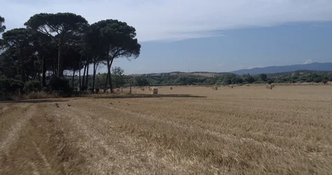 Drone flight over wheat field after harvest with straw bales Stock-Footage 91941246