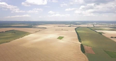 Drone flight over a wheat field on a summer, sunny day Stock Footage 135648099