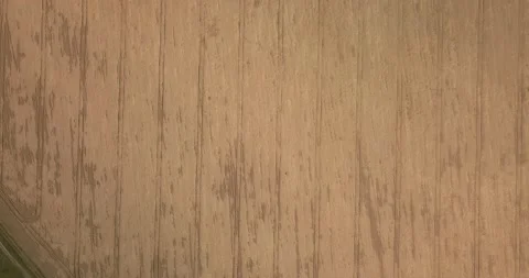 Drone flight over a wheat field on a summer, sunny day Stock Footage 135648213