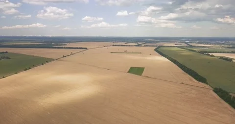 Drone flight over a wheat field on a summer, sunny day Stock Footage 135713464