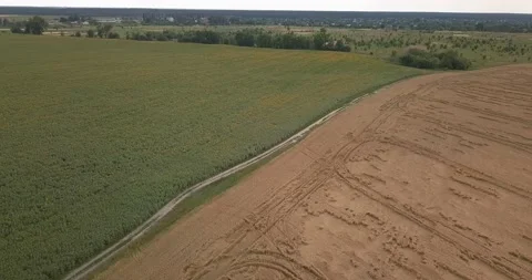 Drone flight over a wheat field on a summer, sunny day Stock Footage 135713484