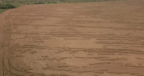 Drone flight over a wheat field on a summer, sunny day Stock Footage 135713512