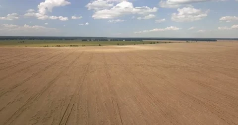 Drone flight over wheat field with harvester tracks on sunny summer day Stock Footage 135859355