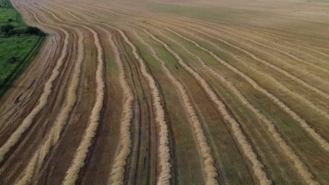 Drone Flight over a Wheat Field Stock Footage 137191311