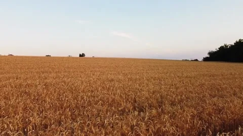 Drone flight over wheat field with golden ears at sunset in Piedmont, Italy Stock Footage 156457622