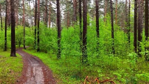 A drone flight over a winding path through a dense pine forest overgrown wi.. Stock Photos