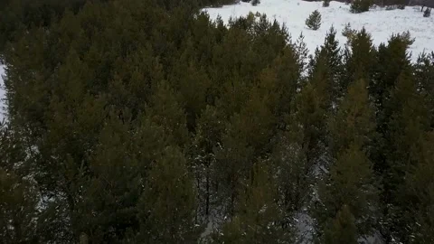 Drone flight over the winter forest Stock Footage 86253614