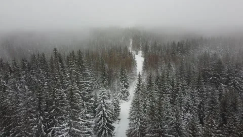 Drone flight over a winter forest with a snowy path in a snowstorm and clouds Stock Footage 248250867