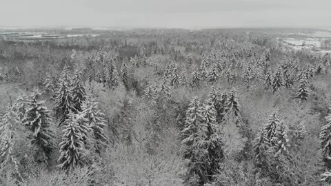 Drone flight over winter snowy forest. Winter evergreen forest. Stock Footage 232705895