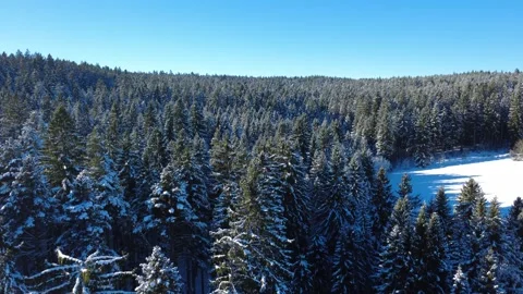 Drone flight over winter trees and open snowy fields Stock-Footage 325208626