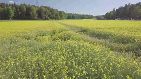 Drone flight over yellow flower meadow with seagulls Stock Footage 325329614