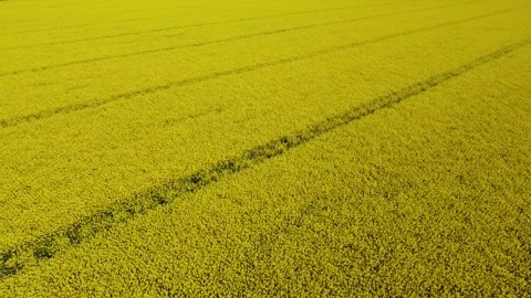 Drone flight over yellow rapeseed field with tractor tracks Stock Footage 248250071