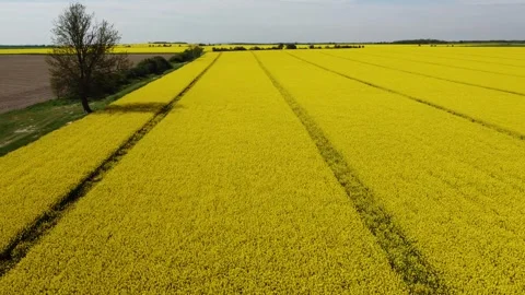 Drone flight over yellow rapeseed field with tractor tracks and tree in the spit Stock Footage 248250240