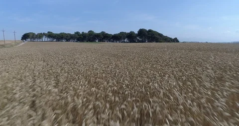 Drone flight over yellow wheat fields ready to be harvested Stock Footage 91557072