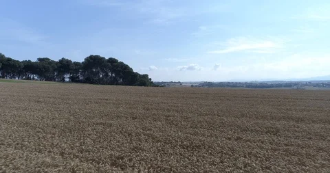 Drone flight over yellow wheat fields ready to be harvested Stock Footage 91557239