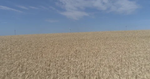 Drone flight over yellow wheat fields ready to be harvested Stock-Footage 91557245