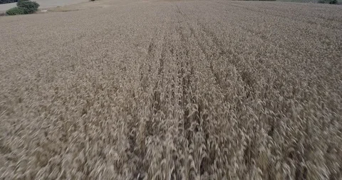 Drone flight over yellow wheat fields ready to be harvested Stock Footage 91557268