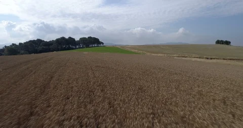 Drone flight over yellow wheat fields ready to be harvested Stock-Footage 91557402