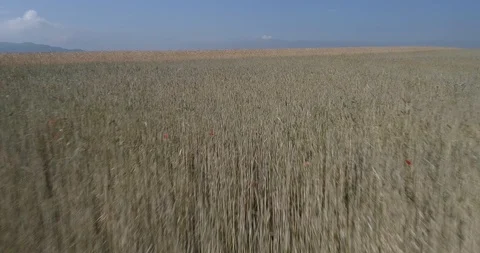 Drone flight over yellow wheat fields ready to be harvested Stock-Footage 91557868
