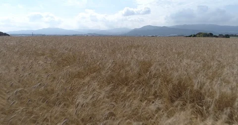 Drone flight over yellow wheat fields ready to be harvested Stock Footage 91557932