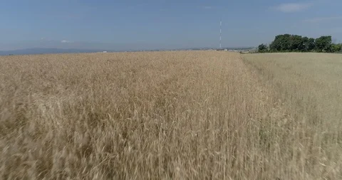 Drone flight over yellow wheat fields ready to be harvested Stock Footage 91557998