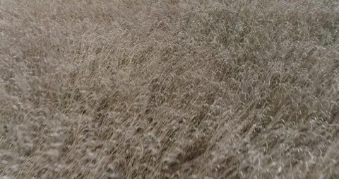 Drone flight over yellow wheat fields ready to be harvested Stock Footage 91558019
