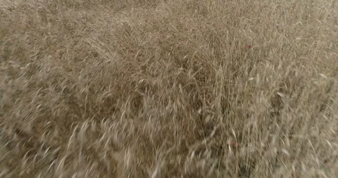 Drone flight over yellow wheat fields ready to be harvested Stock-Footage 91558157
