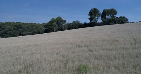 Drone flight over yellow wheat fields ready to be harvested Stock Footage 91558377