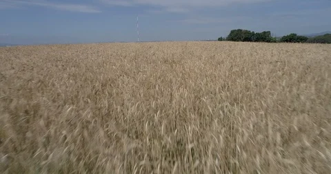 Drone flight over yellow wheat fields ready to be harvested Stock-Footage 91558390