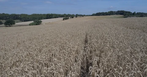 Drone flight over yellow wheat fields ready to be harvested Stock-Footage 91558515