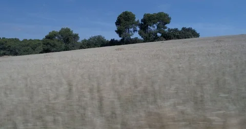 Drone flight over yellow wheat fields ready to be harvested Stock-Footage 91558644