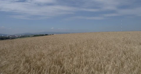 Drone flight over yellow wheat fields ready to be harvested Stock-Footage 91558658