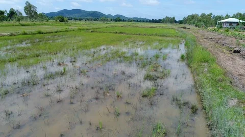 Drone flight over young rice paddy in Thailand Stock Footage 85875754