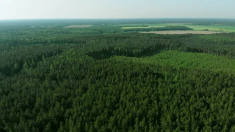 Drone flight panorama of the forest from a great height Stock Footage 132720630