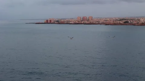 Drone flight parallel to seagulls returning to land, wings flapping visibly.. Stock Footage 313735073