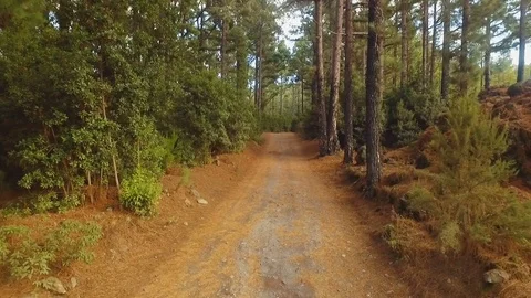 Drone flight in a pine forest 스톡 동영상 81039688