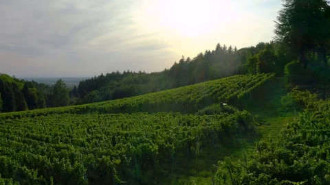 Drone Flight right above Beautiful Vineyard in the Middle of the Black Forest  Stock Footage 129334605