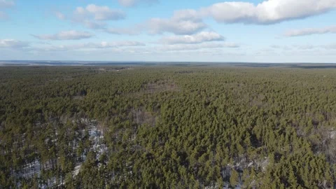 Drone flight from right to left, over vast green pine forest under blue sky 動画素材 315630238