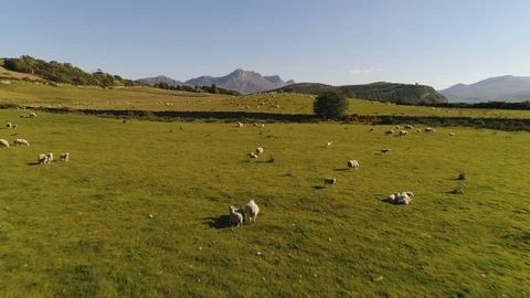 Drone flight sheep to beautiful rugged mountain landscape in highlands Scotland Stock Footage