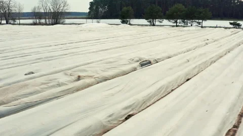 Drone flight sideways to the left over a large asparagus field covered with foil Stock Footage 163107830